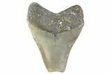 Partial, Fossil Megalodon Tooth - North Carolina #374077-1